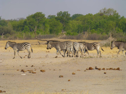 How are human activities impacting animal movements?