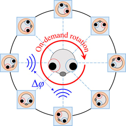 When sound becomes a pair of invisible tweezers: rotating zebrafish with acoustic nodes
