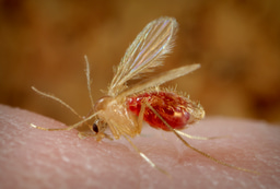 Leishmaniasis in Europe. What a One Health Surveillance Approach Reveals About a Changing Ecosystem