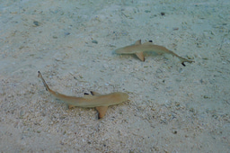 The Coastal Habitats Shaping the Next Generation of Sharks