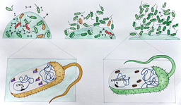 Controlled prophage induction for the benefit of the host