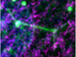 When γ-tubulin goes beyond the centrosome: a story of centromeres, micronuclei and cellular organization