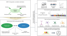 Our musical rhythm and language skills share genomic underpinnings