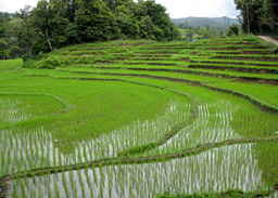 Selenium, Drought, and Rice: Connecting Crop Resilience with Human Nutrition