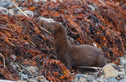 Sea Mink Stories: Part 4
