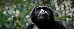 Napoleonic intelligence and the evolution of big brains