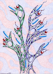 Illustrating the evolution of bacterial shape and motility