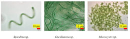 Following the environmental consequences of a microalgal biofertilizer