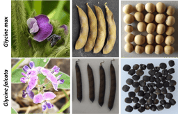 Too good to be true: a genome specific distribution of a transposable element in soybean species