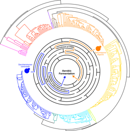 Learning the rules of metabolic innovation in yeast evolution