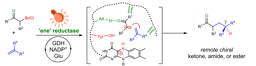 Illuminating ‘ene’ reductases for a new-to-nature transformation