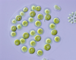 A small blueprint of “Adam” unveiled based on de novo assemblies of four nuclear whole genomes