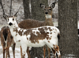 Trait genomics of deer - what islands can reveal