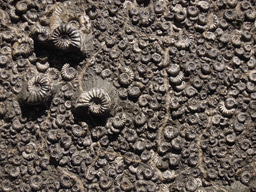 Opisthokonta microfossils with 1,010–890 million years discovered in Canada