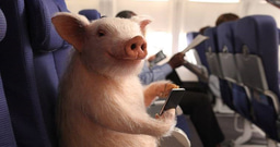 If pigs could fly