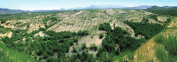 Grain-for-Green sustainability: species and site conditions matter