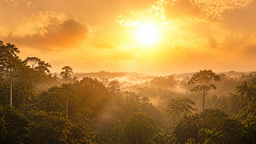 When a heatwave changes a forest's chemical recipe