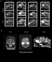 From unexplained meningitis in partridges to a pegivirus story: the journey behind our paper