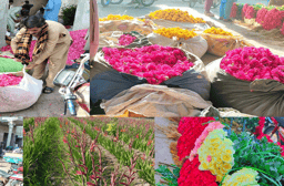 Floriculture and Sustainable Development