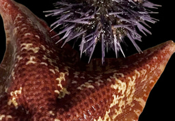 Echinoderms as a paradigm to understand how genome organization shapes body plans and their evolution