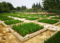 Nano-enabled fertilization aids in building climate-smart agriculture