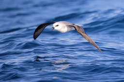 Modelling realistic dispersal reveals seabird responses to a rapidly changing climate.