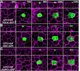 Century-Old Mystery Solved: How a Single Somatic Cell Becomes Totipotent and Regenerates into a Whole Plant