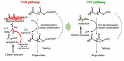 Beyond PKS: a distinct path for polyketide backbones synthesis