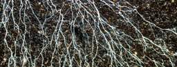 Mycorrhizal Interactions and Environmental Gradients Shape Global Tree Species Richness