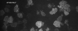 Not Just One Way In: Mapping Chemoattractant Receptor Trafficking Through Parallel CRISPR Screens