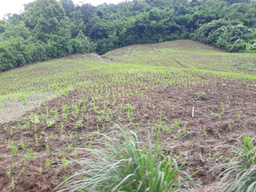 A new agricultural frontier from the highland forests of Southeast Asian Massif