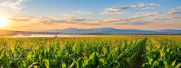 Virtual Event | 13 October 2026 Protecting Food Systems: Sustainable Pest Control, Water Resources, and Livelihoods