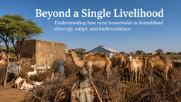 Beyond a Single Livelihood: Understanding How Rural Households in Somaliland Navigate Drought and Economic Uncertainty