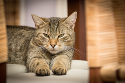 Cats have the ability to differentiate their names from other words