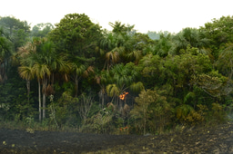 After the Paper | Speaking up for Colombia's forests and fire science 