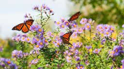 Call for papers: Species interactions and ecological networks
