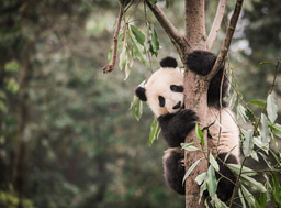 Panda poop and eyes in the sky