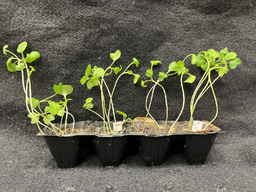 New electrothermal process rapidly removes multiple pollutants in contaminated soils