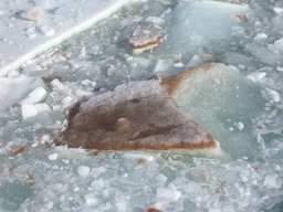 A journey into the fascinating world of polar diatoms