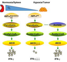 HIF1a-regulated glycolysis promotes activation-induced cell death and IFN-g induction in hypoxic T cells