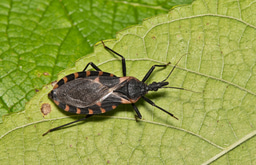 Climate, diet, and geographic distribution of the six-legged assassins of the Americas