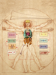 Predicting Human Drug Pharmacokinetics and Pharmacodynamics using Human Body-on-Chips Technology