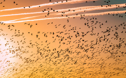 Stronger data policies, more data sharing: policy change at  Behavioural Ecology and Sociobiology 