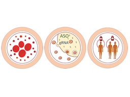 Harnessing red blood cell vesicles for gene therapies