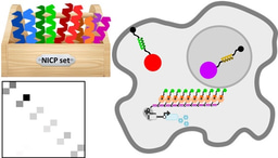 A tunable orthogonal coiled-coil interaction toolbox for engineering mammalian cells