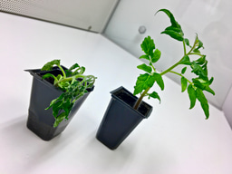 Fighting fire with fire: using pathogen-specific viruses to control plant disease outbreaks
