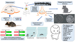 Inhibiting proBDNF to mature BDNF conversion leads to autism-like phenotypes in vivo