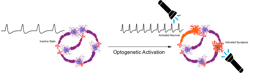 Optogenetics shines light on Transition Metal Dichalcogenide-based Artificial Neural Networks
