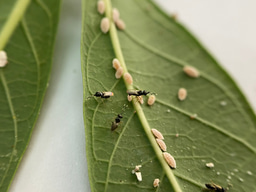 Invertebrate catalysts of a Greener Revolution