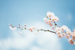 February Highlights from the Humanities & Social Sciences Communities 